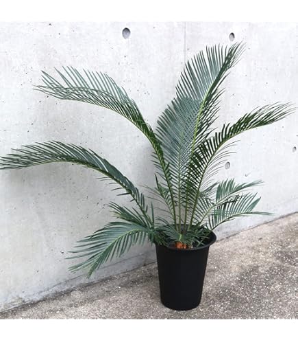 Amazon | はなみどり キンカンソテツ （金環蘇鉄） 6号鉢 1鉢 | 植木